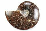 Polished Ammonite (Cleoniceras) Fossil - Madagascar #364964-1